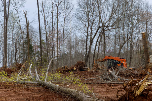 How Our Tree Care Process Works  in  Quanah, TX